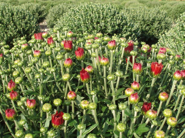 Gros plan sur des boutons de chrysanthèmes rouges en culture