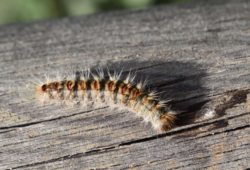 Une chenille poilue sur une planche de bois