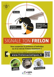 Affiche Signale ton frelon : identification du frelon asiatique et procédure de signalement sur www.frelonsasiatiques.fr