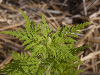 Plant d'ambroisie